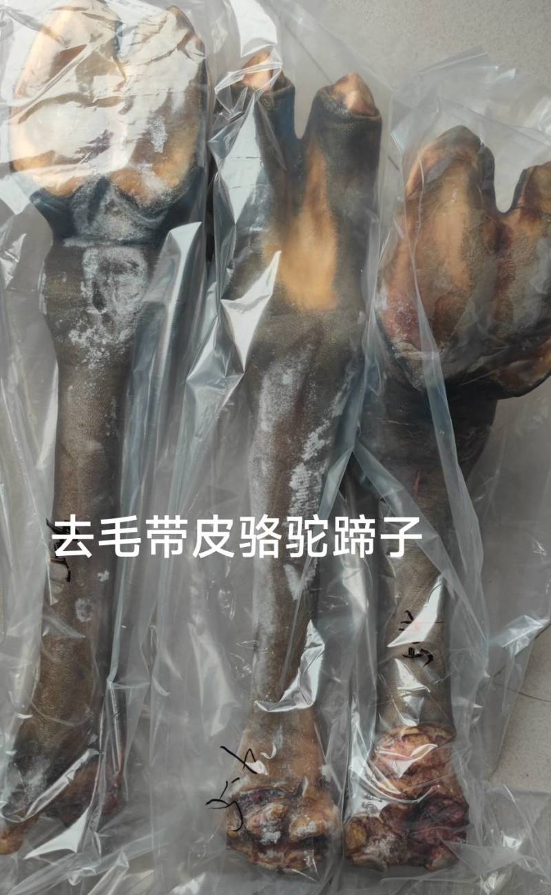 骆驼掌1只包邮中国驼乡乌后旗草原产地源头发货