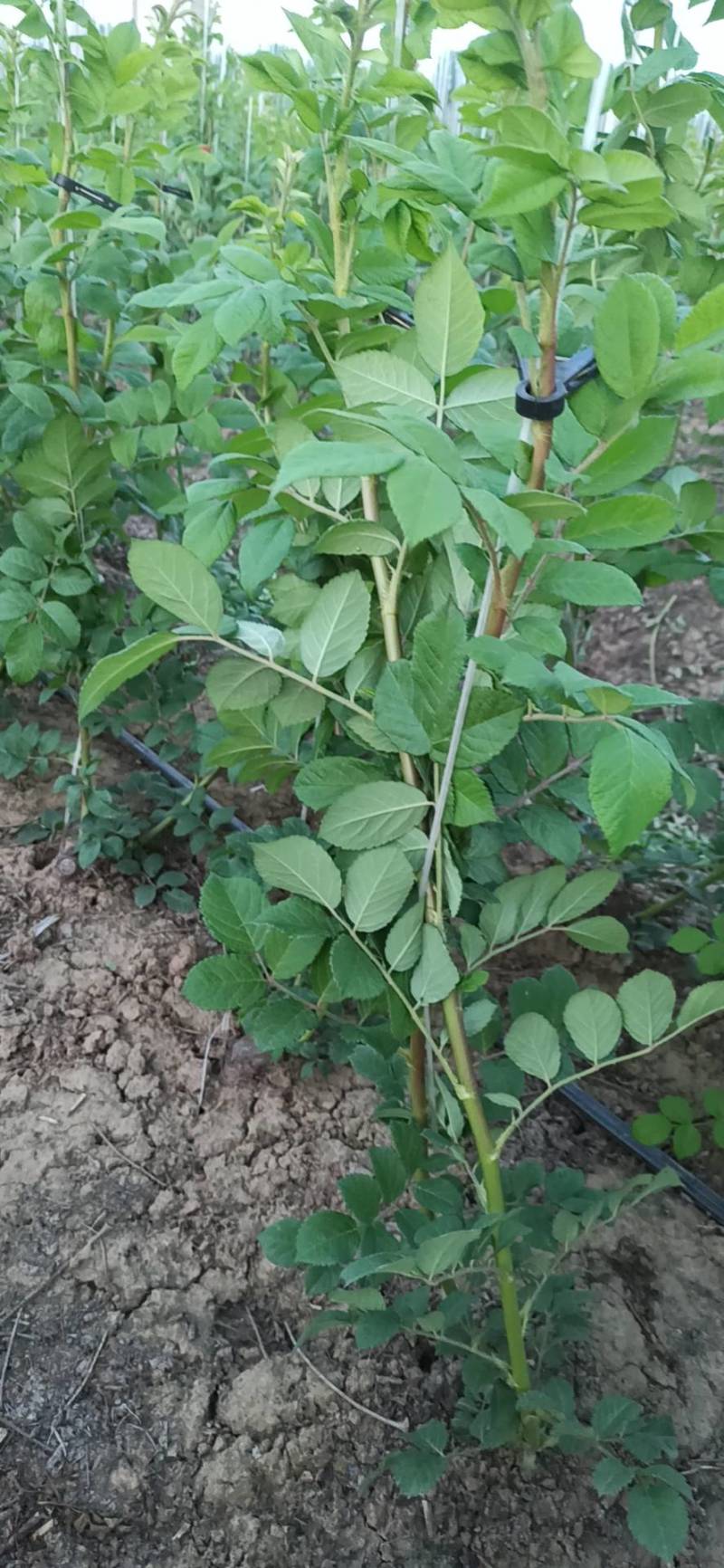 无刺蔷薇杆