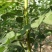 无刺蔷薇杆