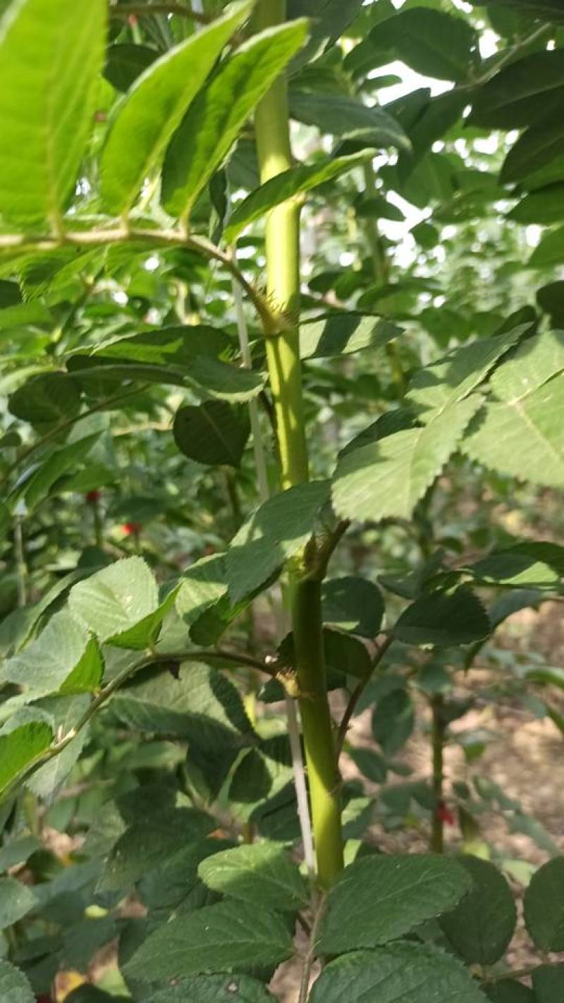 无刺蔷薇杆