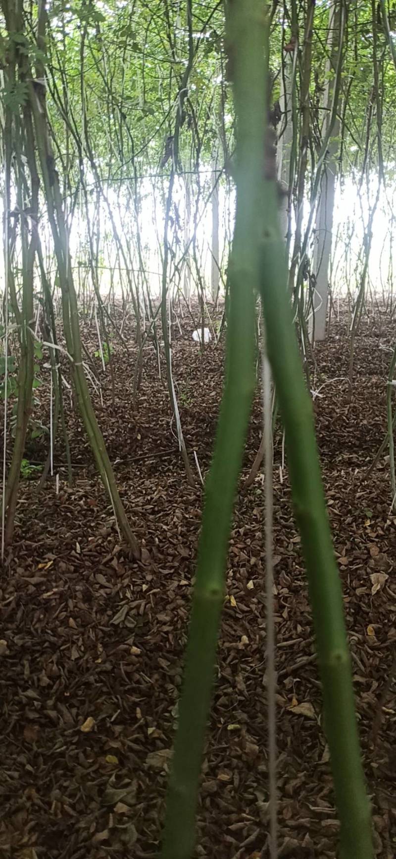 无刺蔷薇杆