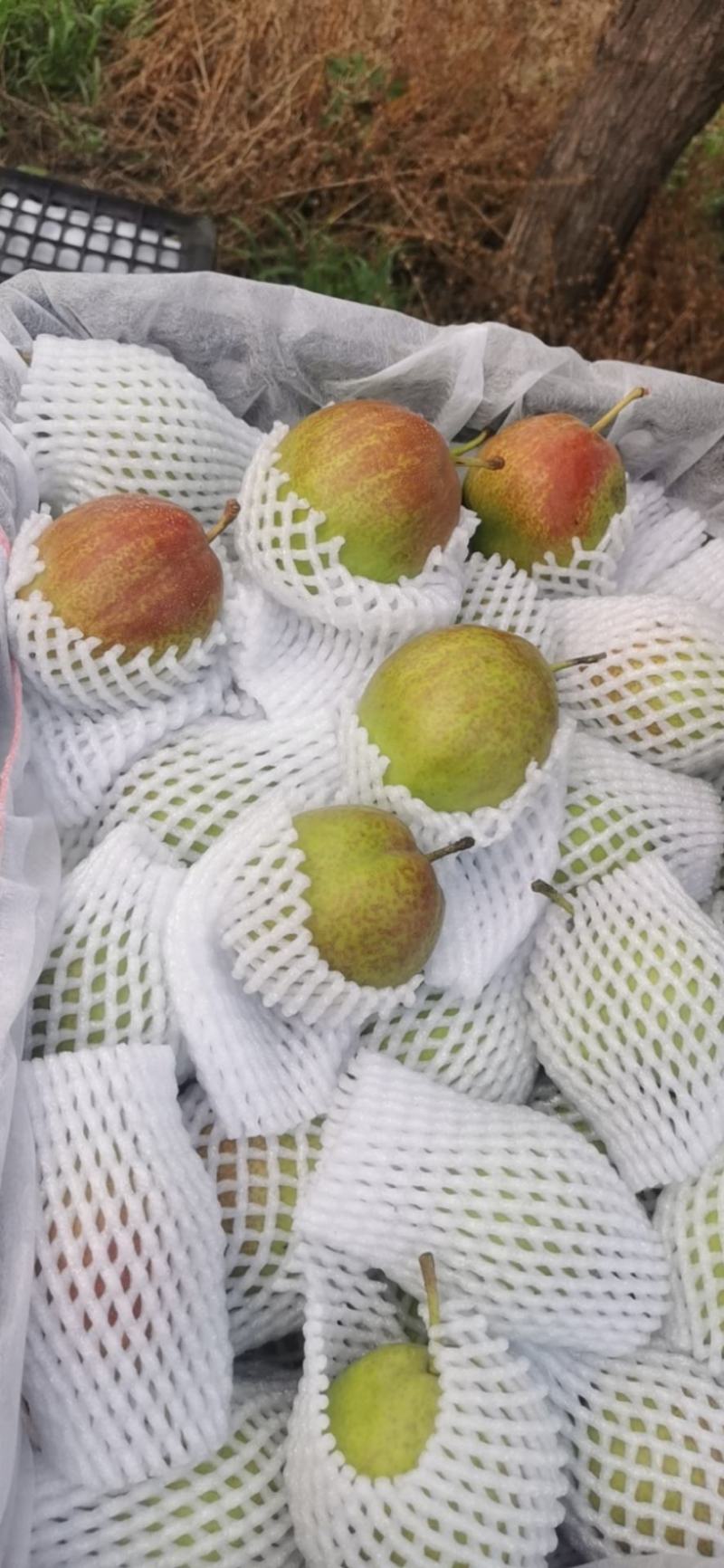 新梨七号大量上市，口感细腻，无渣，外表红润有亮度