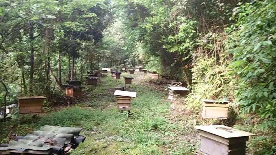 枣树林盛放景象