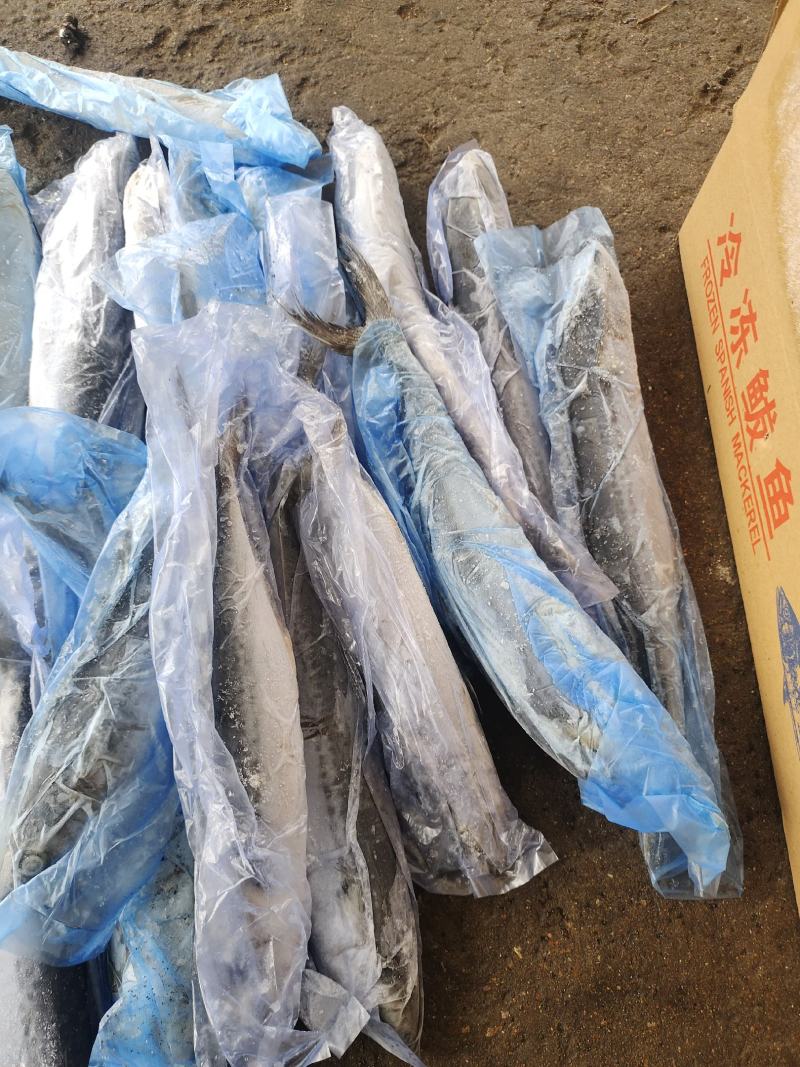 各种规格小鲅鱼，小马鲛鱼有货3/5两，4/6两，6/8两