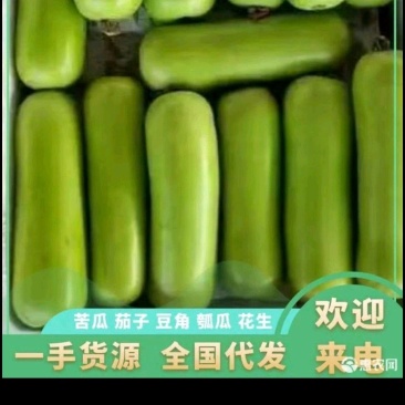 精品瓠瓜、蒲瓜，现摘现发，全国发货，大量供应，需要来电