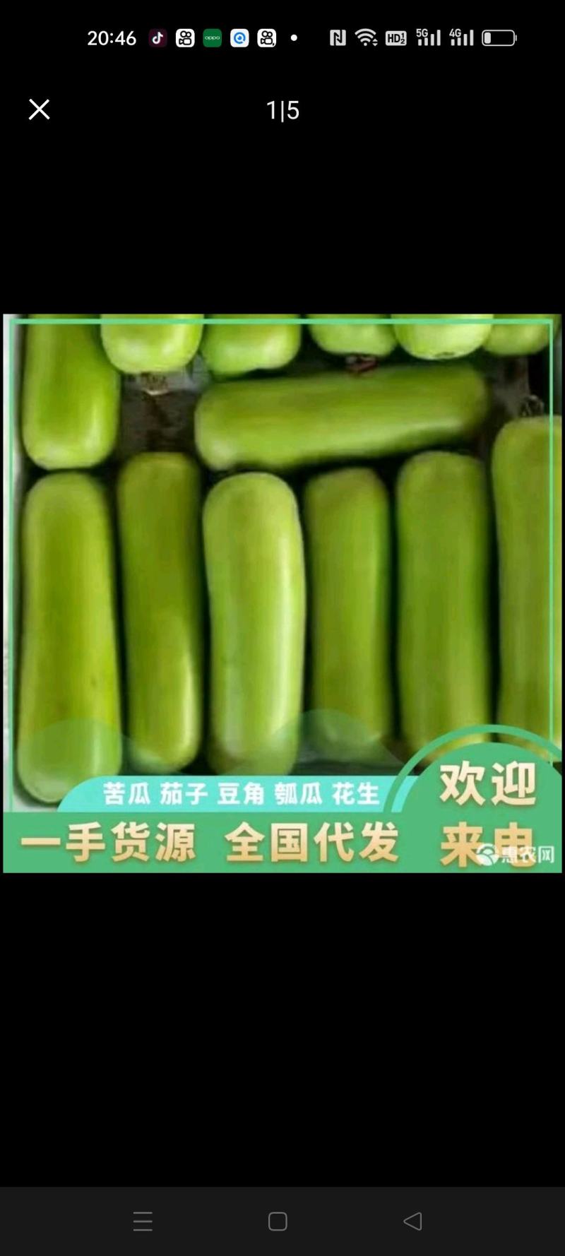 精品瓠瓜、蒲瓜，现摘现发，全国发货，大量供应，需要来电