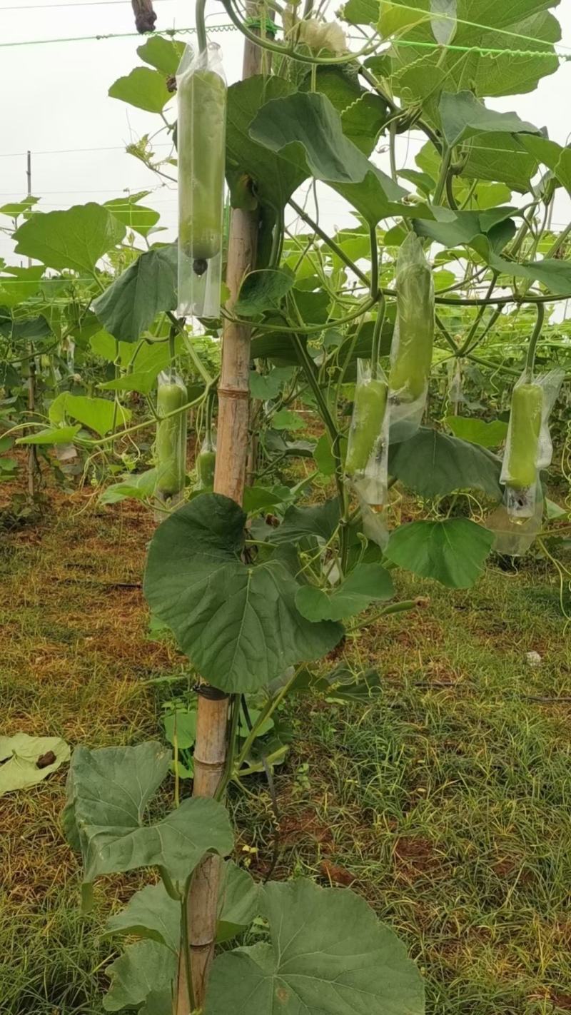 精品瓠瓜、蒲瓜，现摘现发，全国发货，大量供应，需要来电