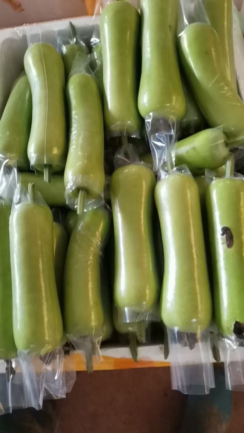 精品瓠瓜、蒲瓜，现摘现发，全国发货，大量供应，需要来电