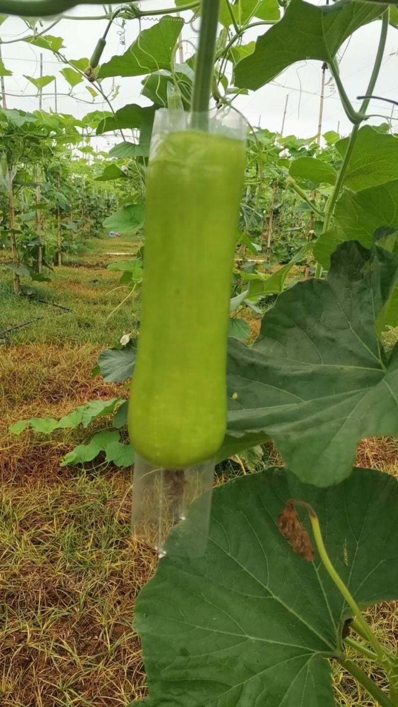 精品瓠瓜、蒲瓜，现摘现发，全国发货，大量供应，需要来电