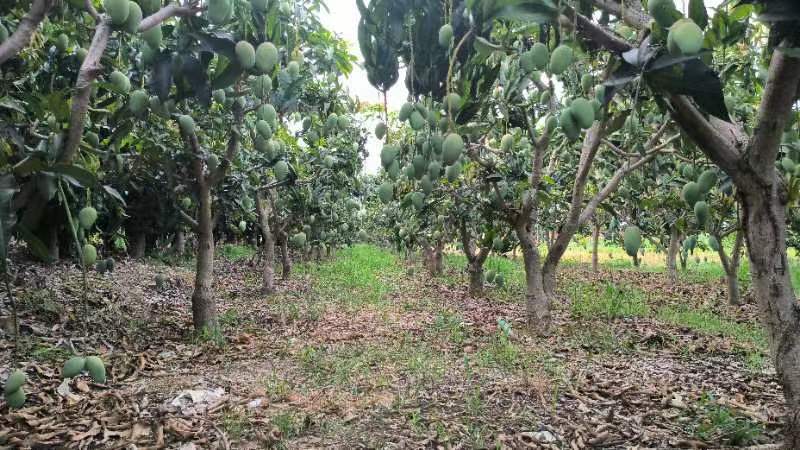 小台农芒种植园实景图,展示果树生长状态与果实挂果情况 小台农芒果园实景图
