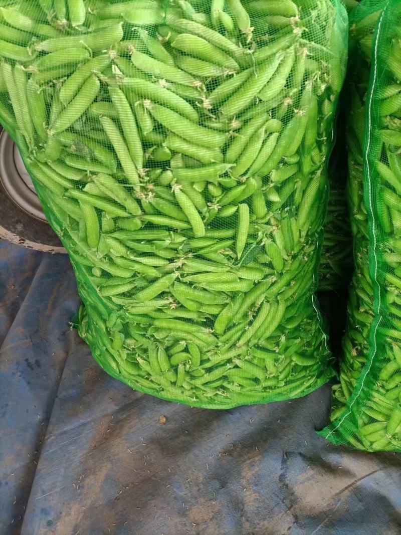 豌豆大量上市欢迎订购质量**全国代发