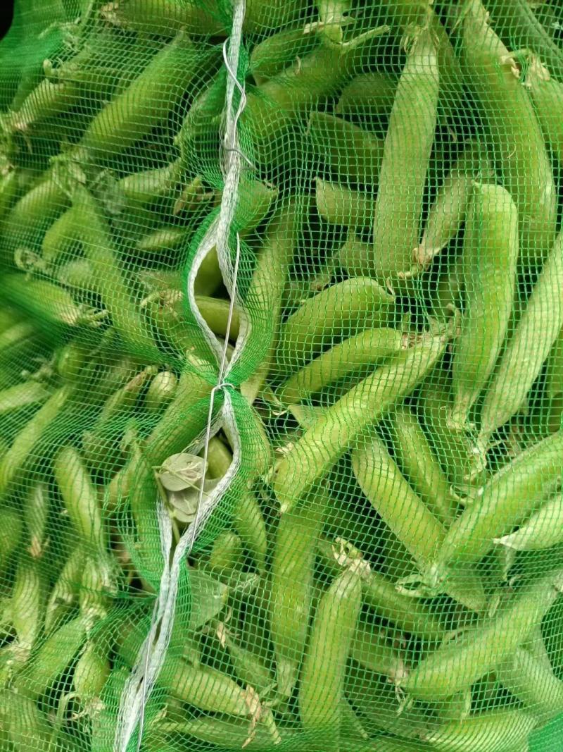 豌豆大量上市欢迎订购质量**全国代发