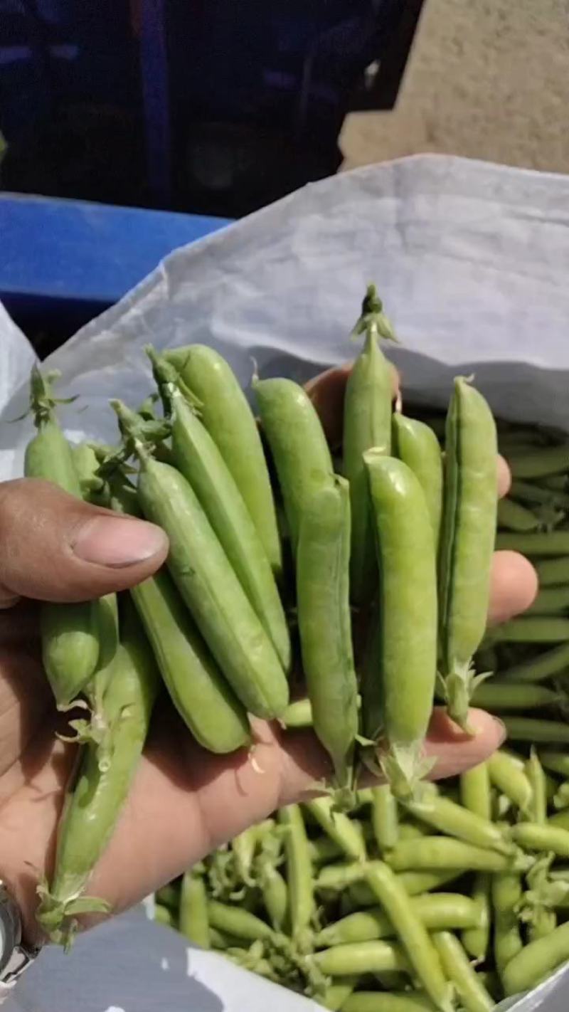 豌豆大量上市欢迎订购质量**全国代发