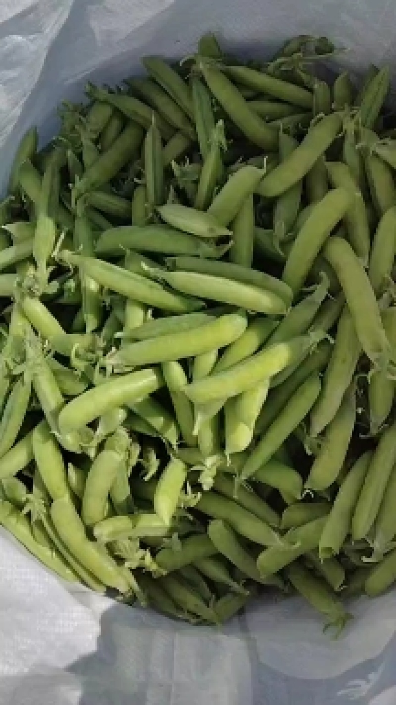 豌豆大量上市欢迎订购质量**全国代发