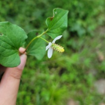 野生鱼腥草