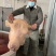 牛头肉跑江湖地摊热卖全熟黄牛头肉散装带皮牛肉冻货厂家批发