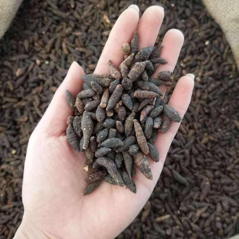 香附，中药材香附个香附片质量保证，量大咨询议价！