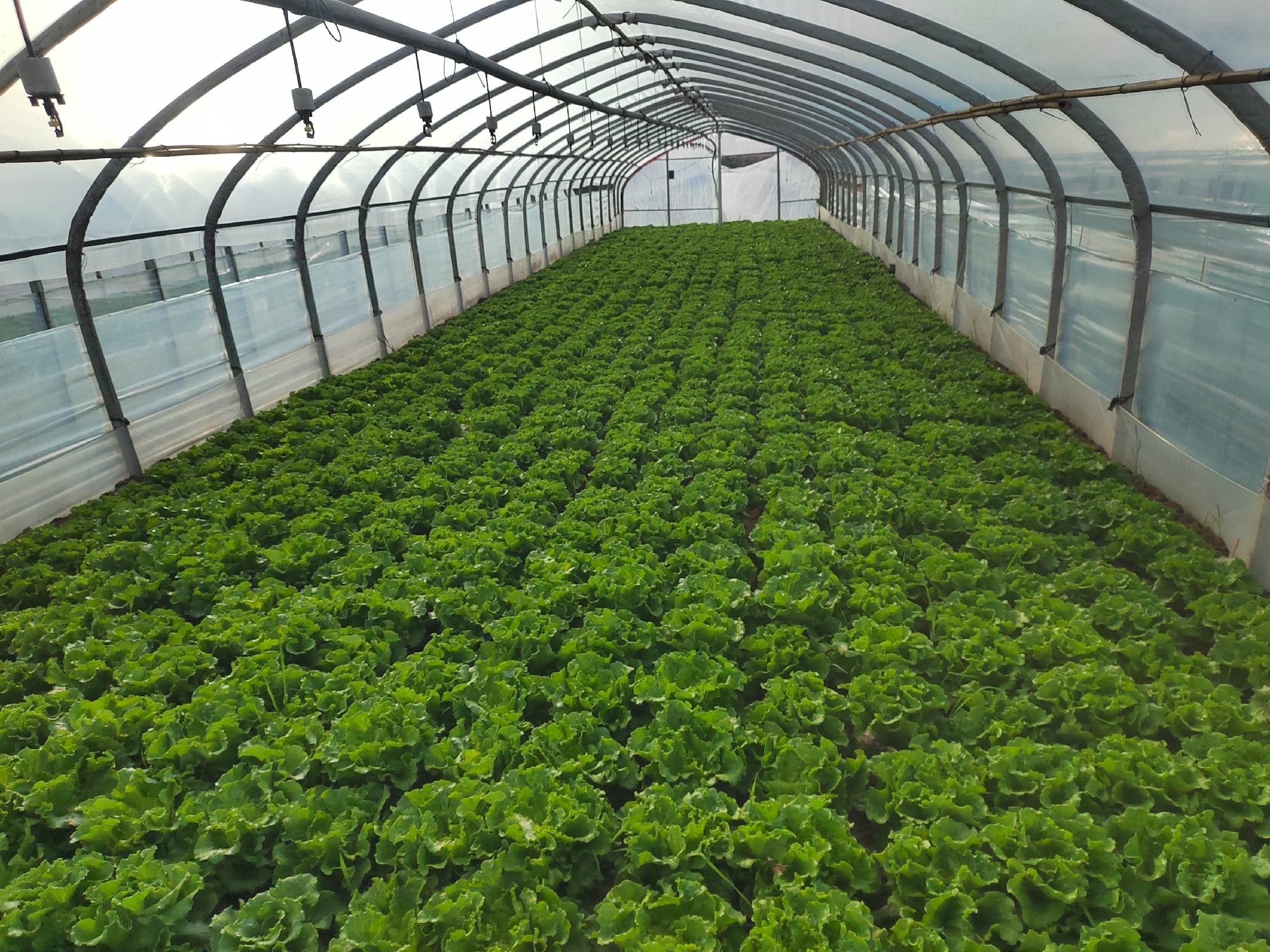 罗马直立生菜种植场景