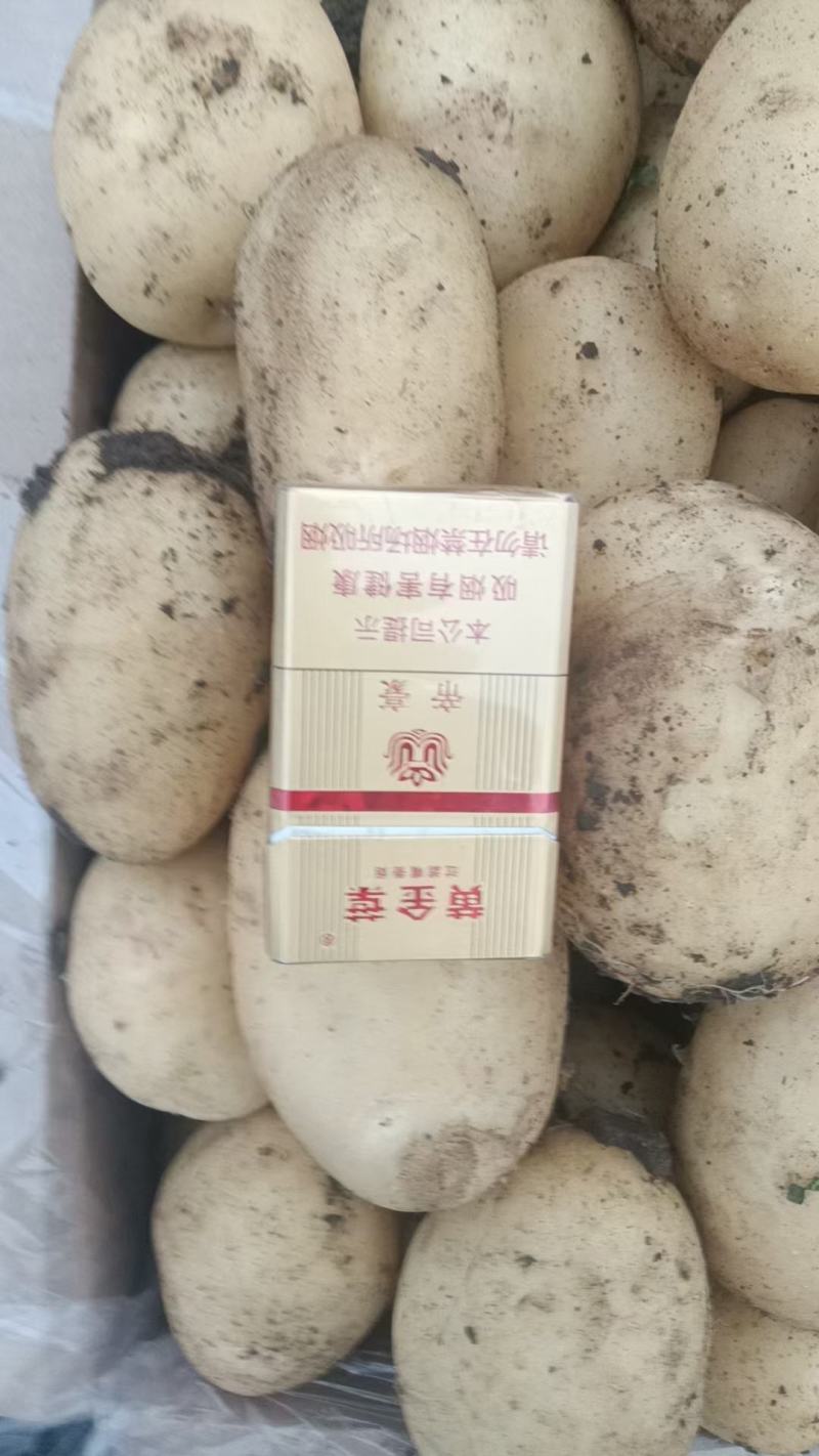 【热】河南开封大个头V7土豆现场看货全程陪同满意为止承接电商