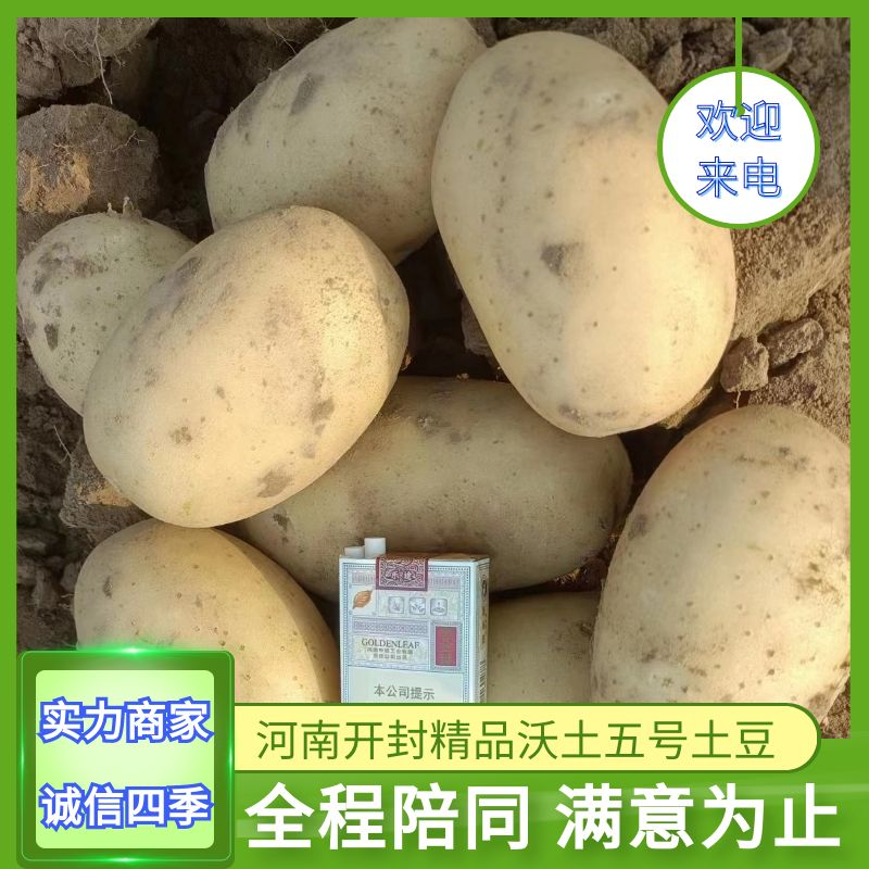 【热】河南开封通许沃土五号土豆视频看货实地看货提供网袋包装