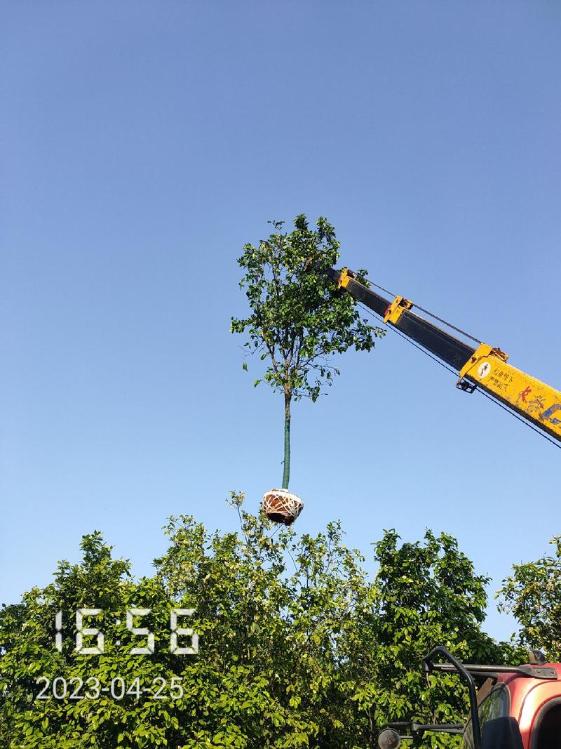 精选5～18公分的柚子树，杆直全年供应支持线上保障交易