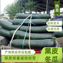 精选大棚墨地龙地冬瓜个头大条形好商超品质采购优选