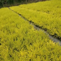 成都基地批发亮晶女贞可以实地现场看货