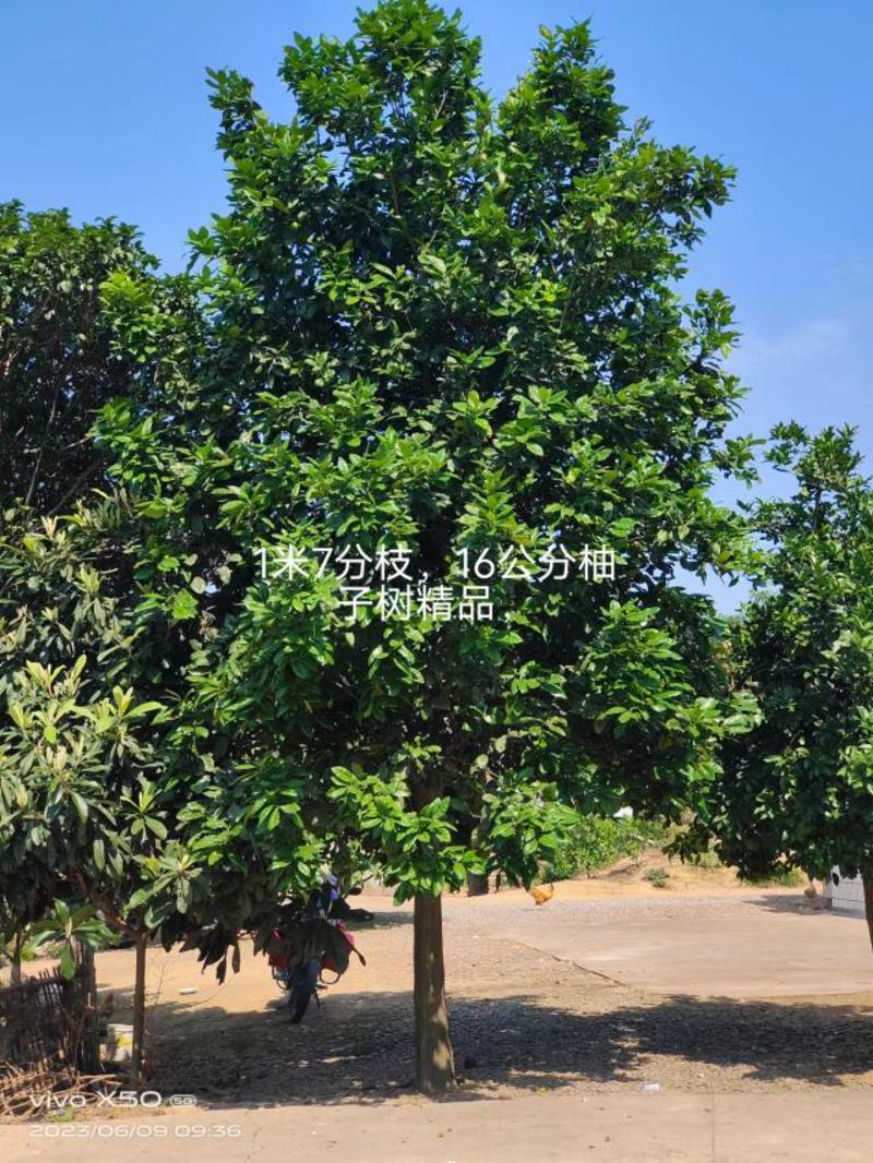 8-15公分柚子树，全年供应，支持线上保障交易