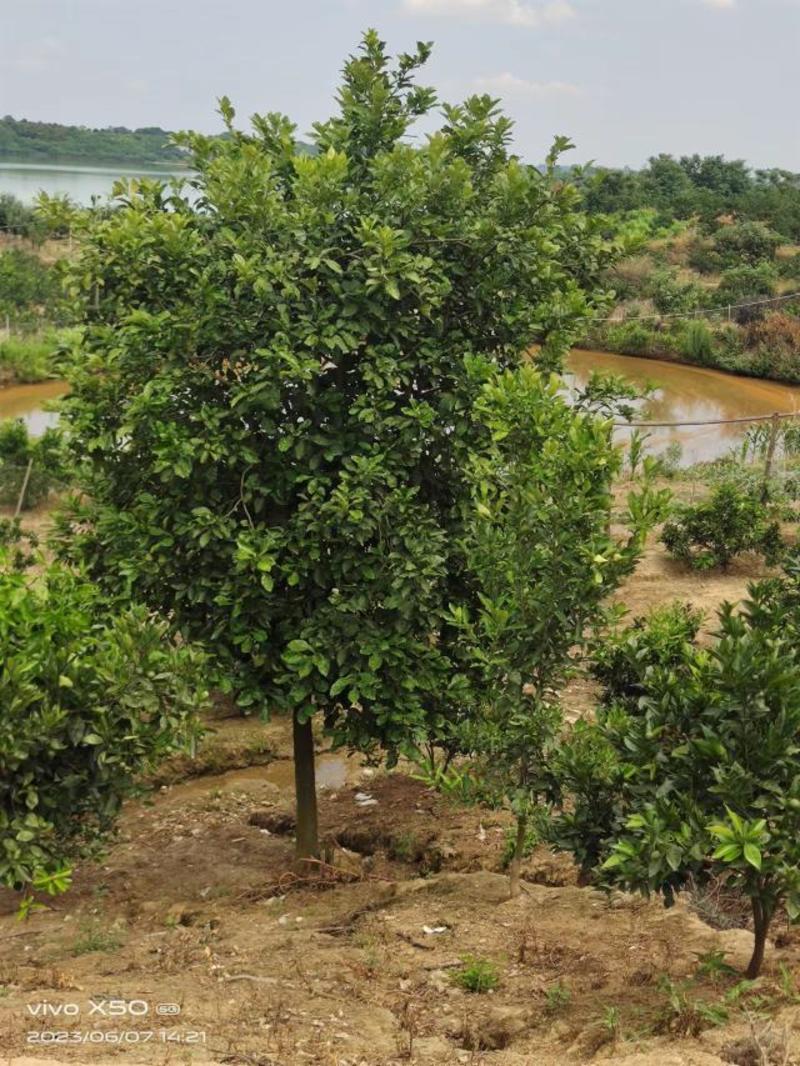 8-15公分柚子树，全年供应，支持线上保障交易