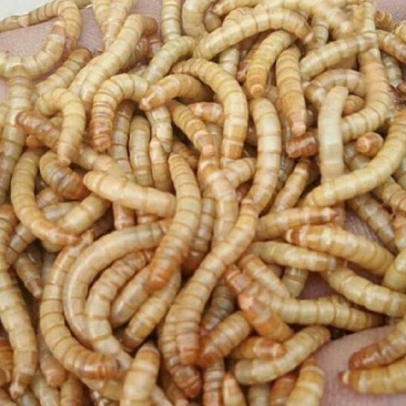黄粉虫
