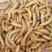 黄粉虫