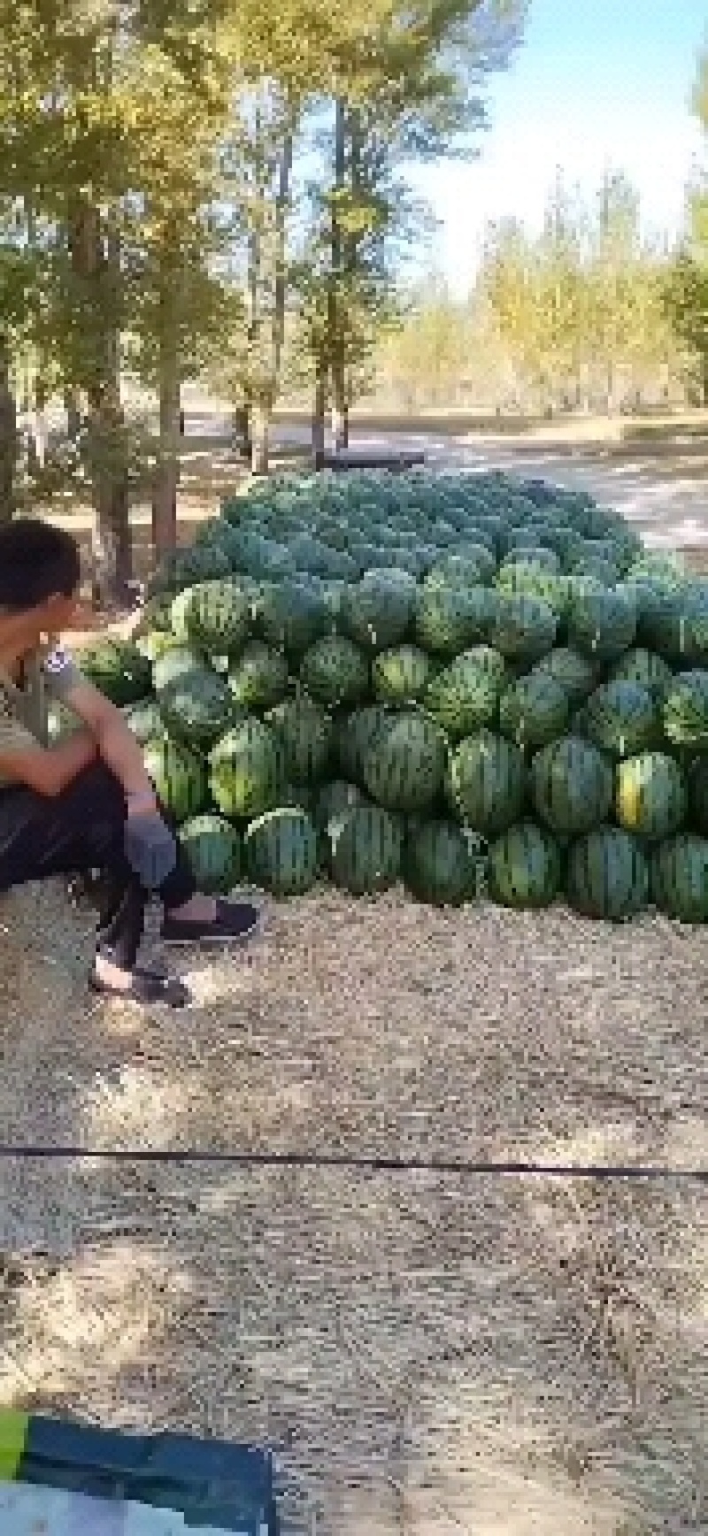 辽宁新民甜王西瓜皮毛鲜亮产地直供视频看货