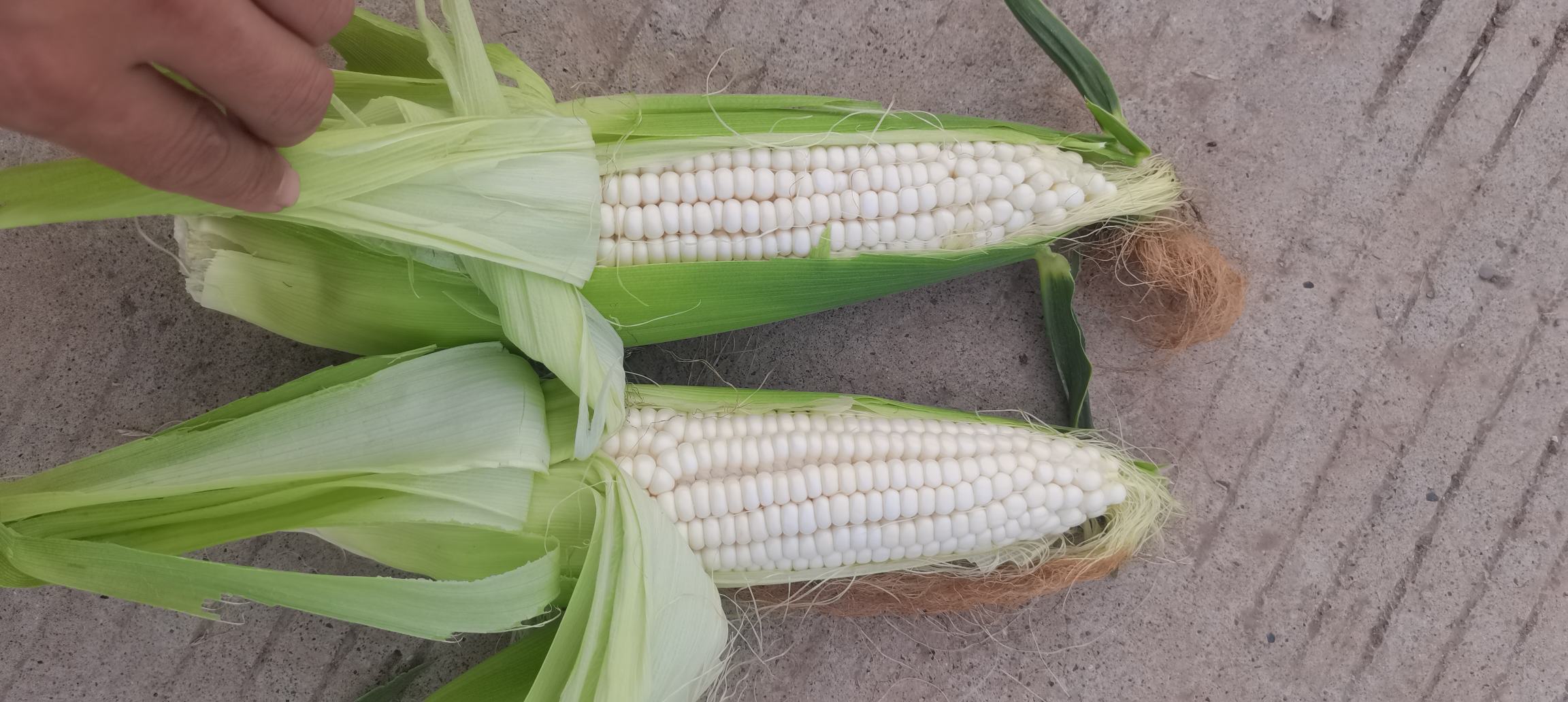 水果玉米与糯玉米口感对比图