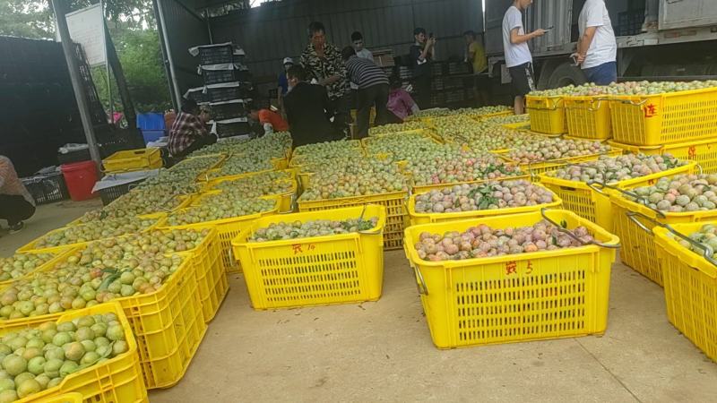 三华李优质电商货，大量供应美团，多多买菜，拼多多平台