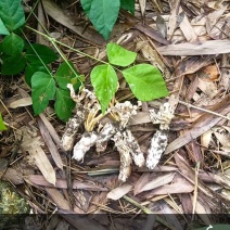 金蝉花干货竹林花纯野生一手货源今年新货产新