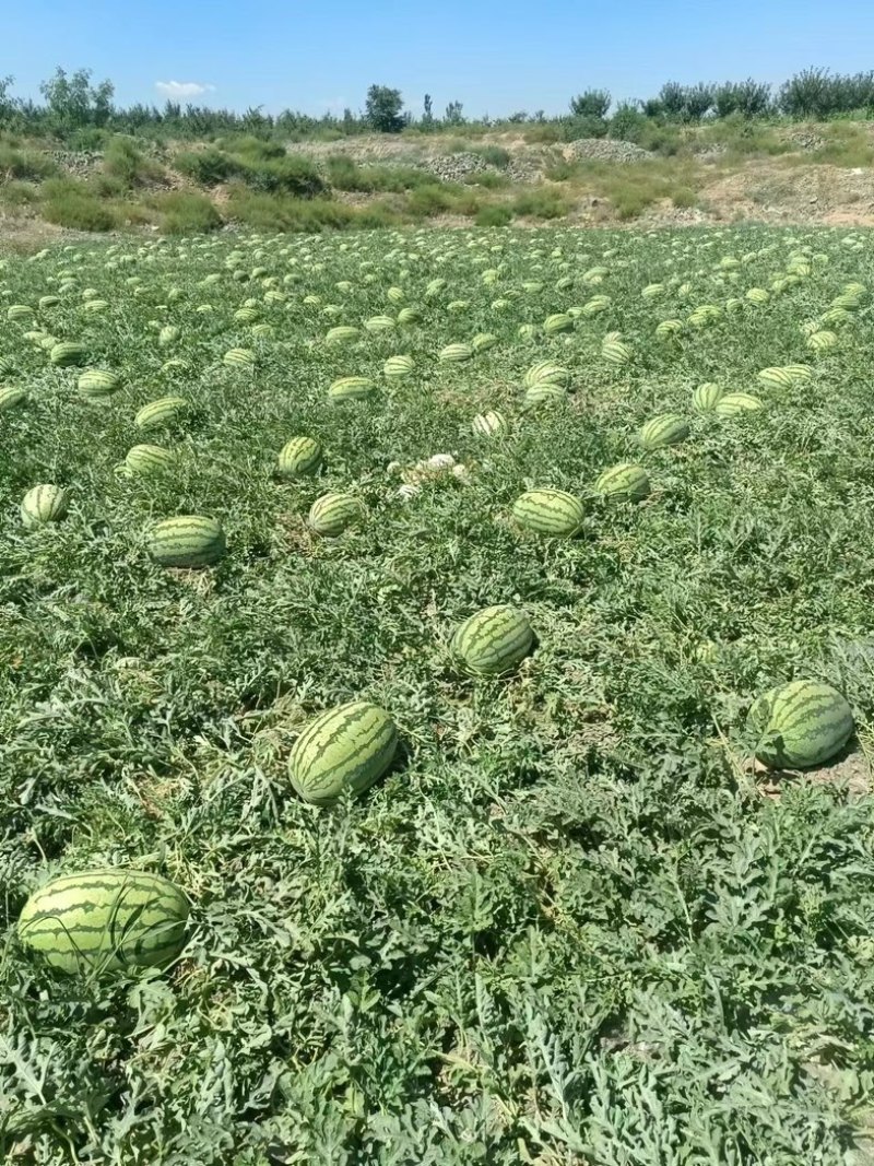 宁夏中卫石头瓜硒砂瓜金花一号西农西瓜一手货源量大价优