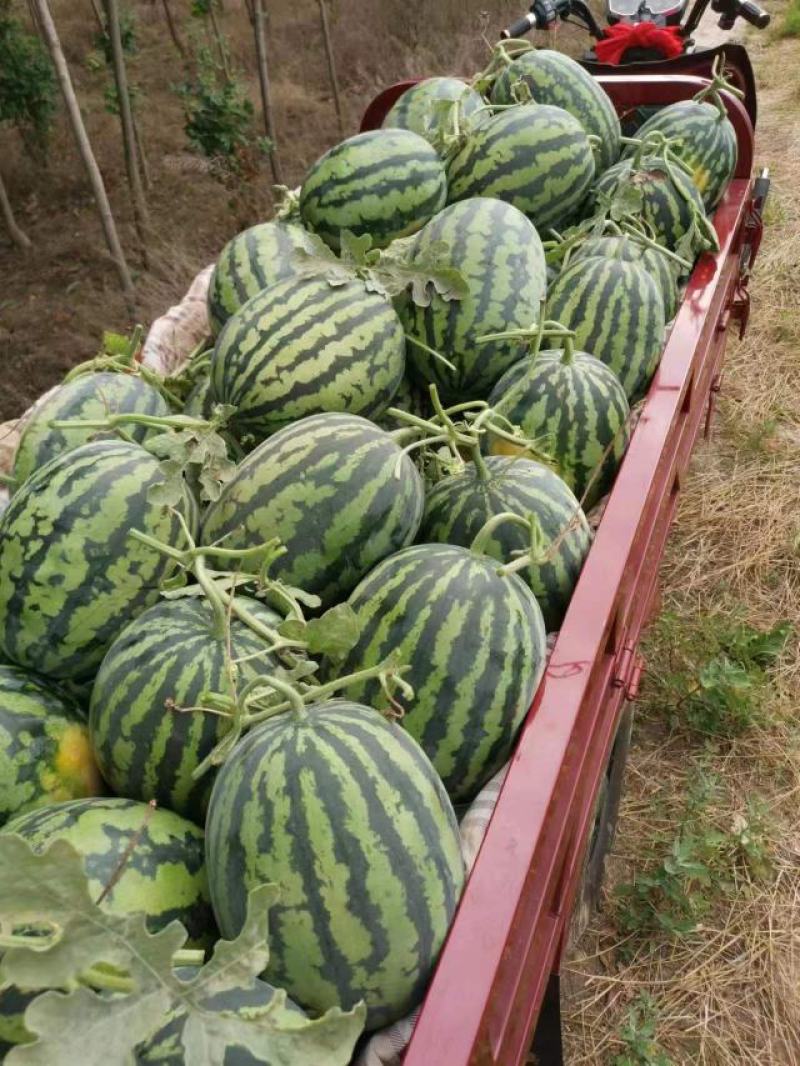 陕西蒲城大棚甜王西瓜个头大汁多甜度高产地一手货源全国代发