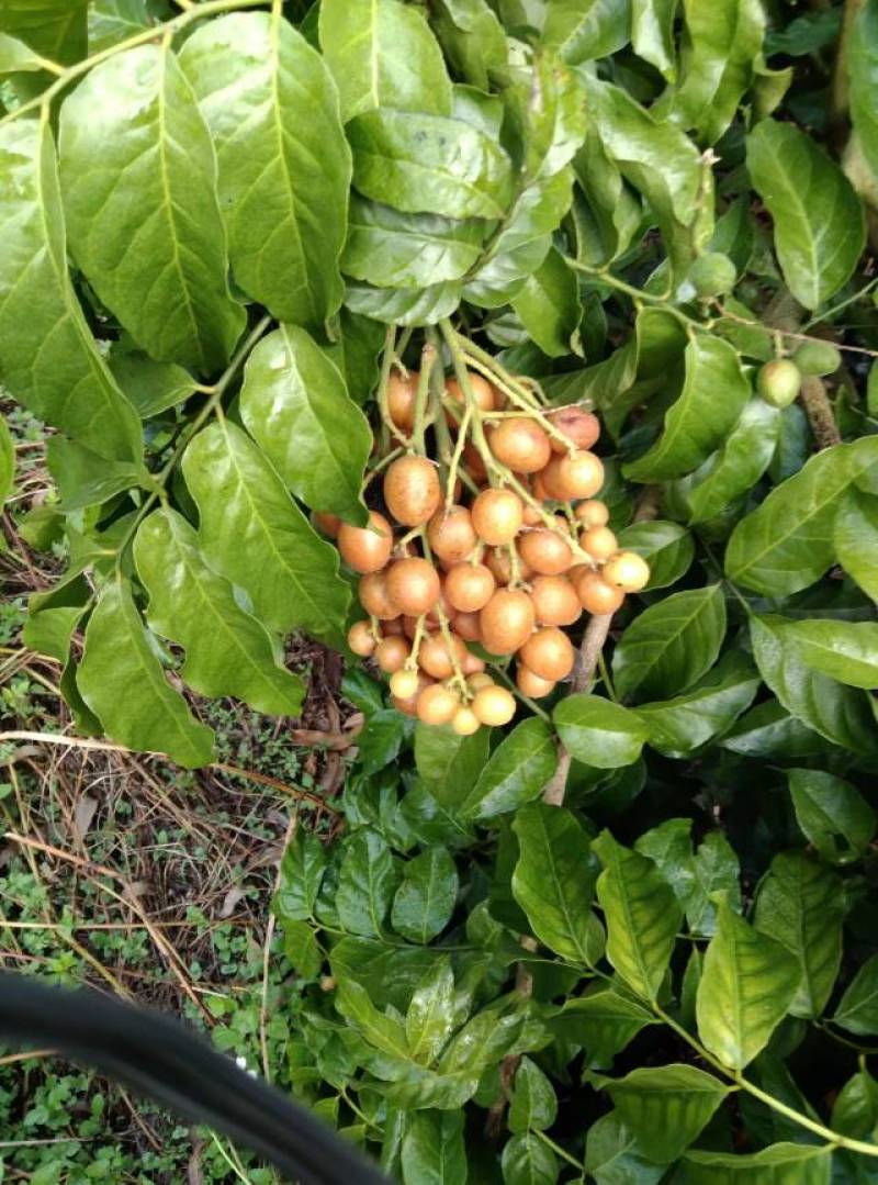本地大果黄皮、贵妃黄皮果，质量杠杠滴