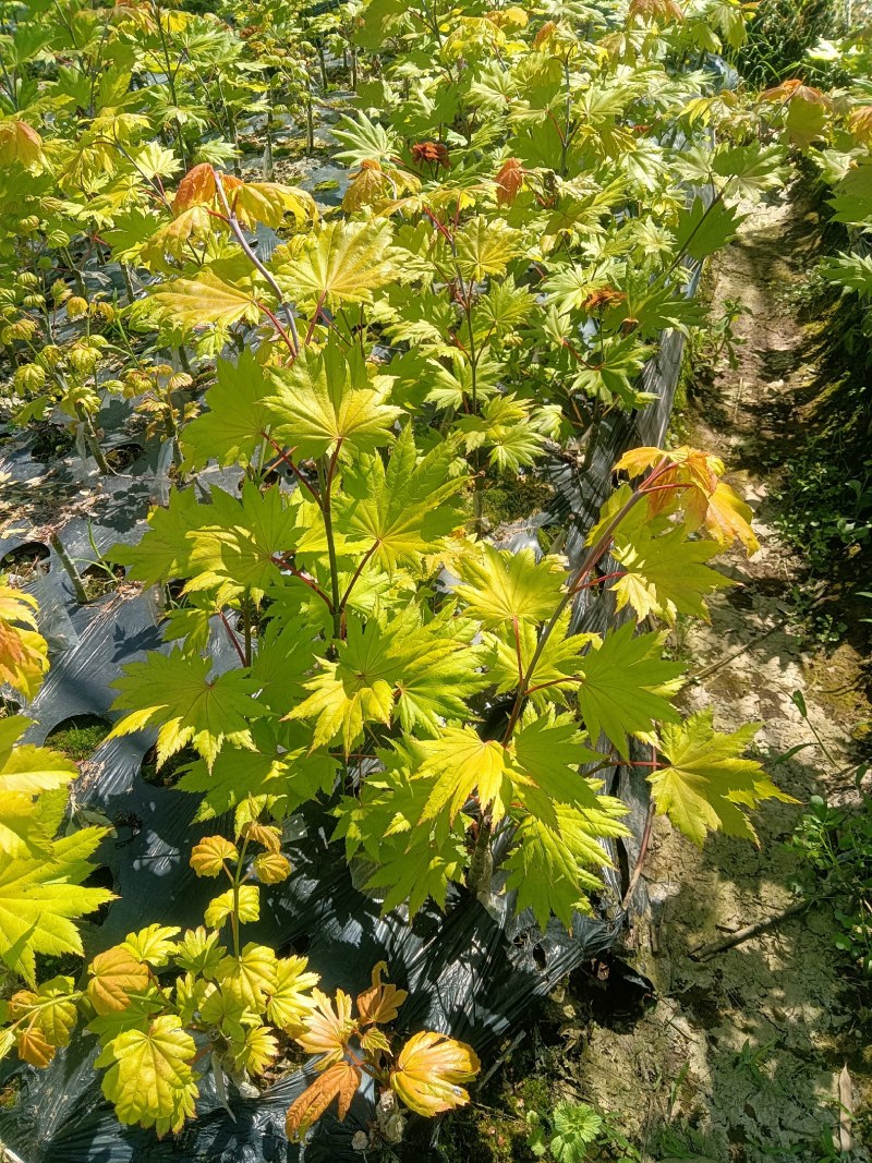 月升月升枫树月升小苗金影秋月小苗枫树三剑客
