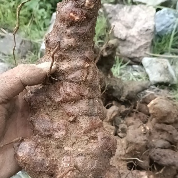 野生白肉土茯苓