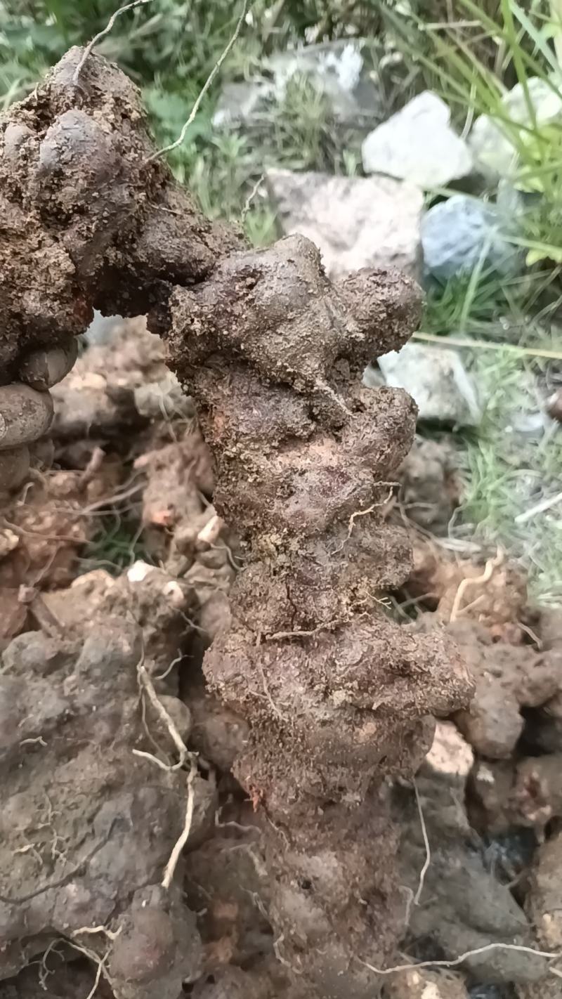 野生白肉土茯苓