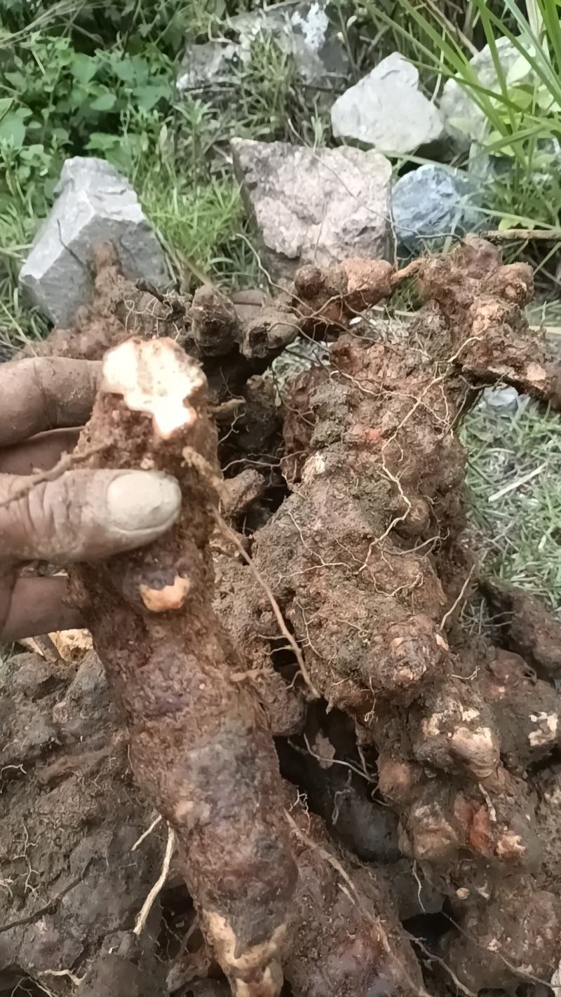 野生白肉土茯苓