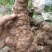 野生白肉土茯苓