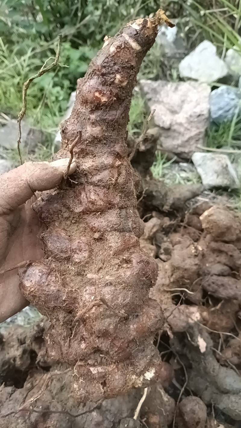 野生白肉土茯苓