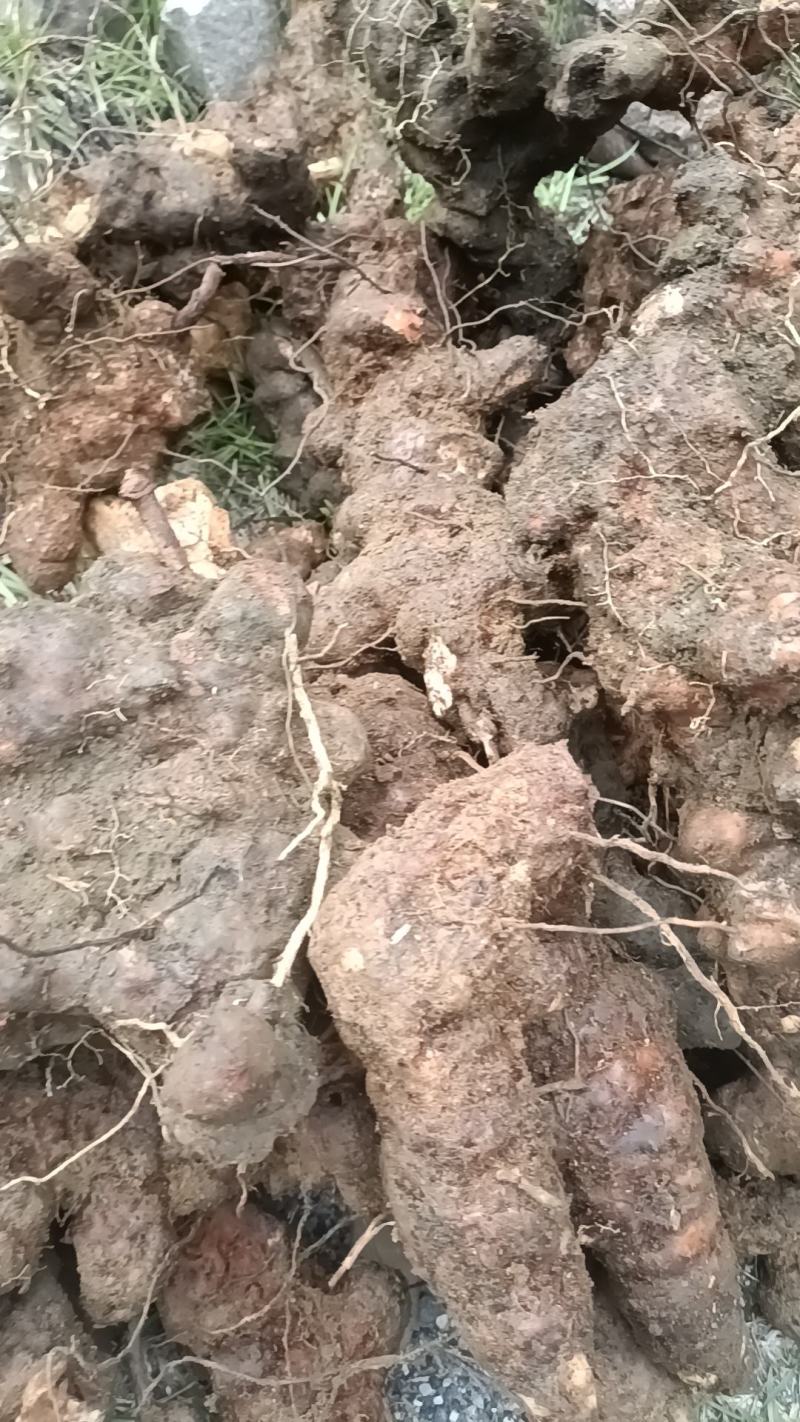 野生白肉土茯苓