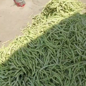 豆角，芸豆白不老豆角大量供应，产地供应！货源充足！就是好