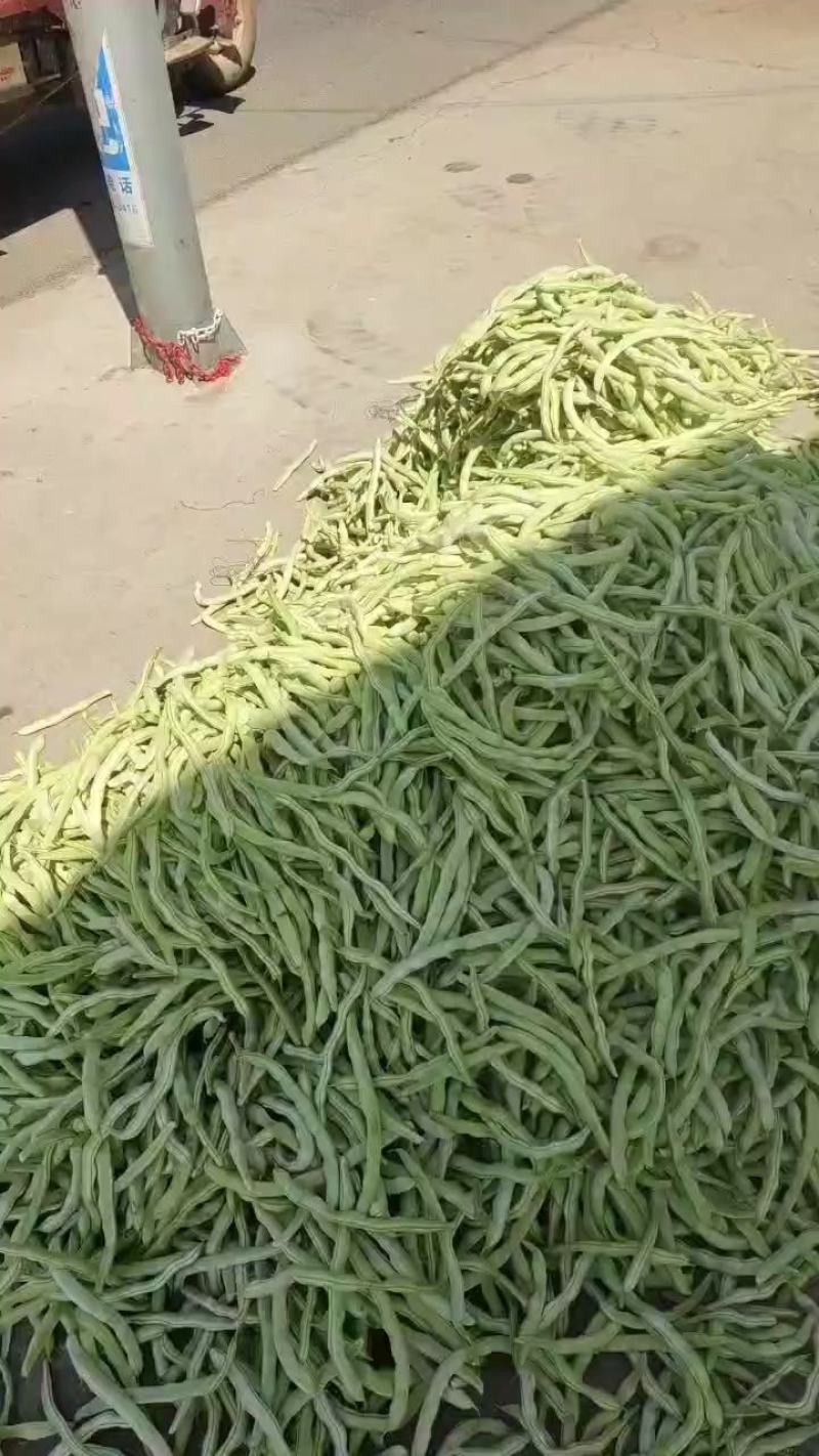 豆角，芸豆白不老豆角大量供应，产地供应！货源充足！就是好