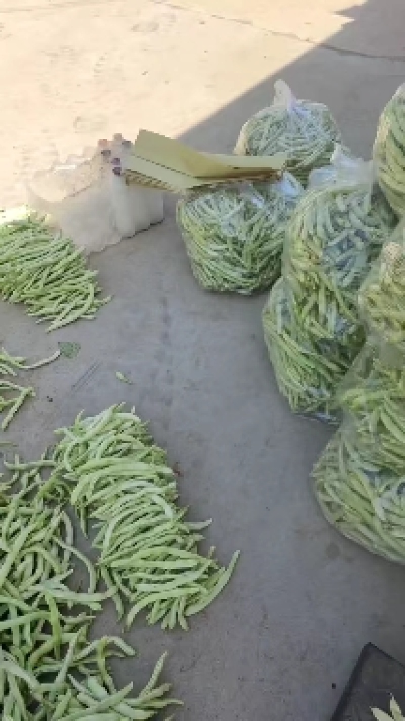 豆角，芸豆白不老豆角大量供应，产地供应！货源充足！就是好