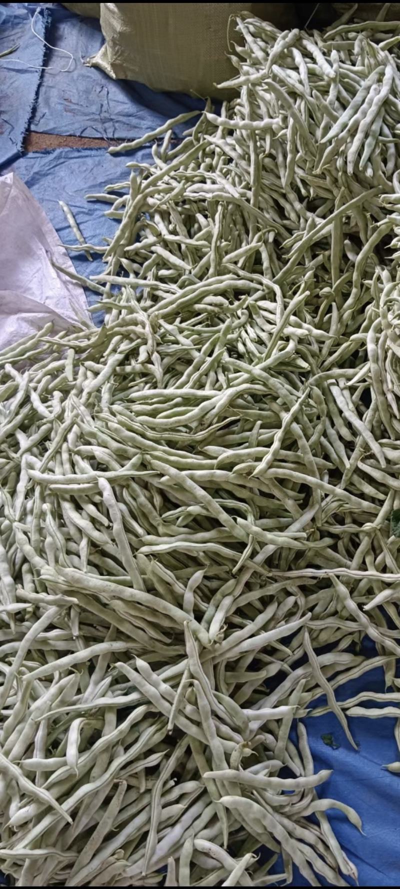 豆角，芸豆白不老豆角大量供应，产地供应！货源充足！就是好
