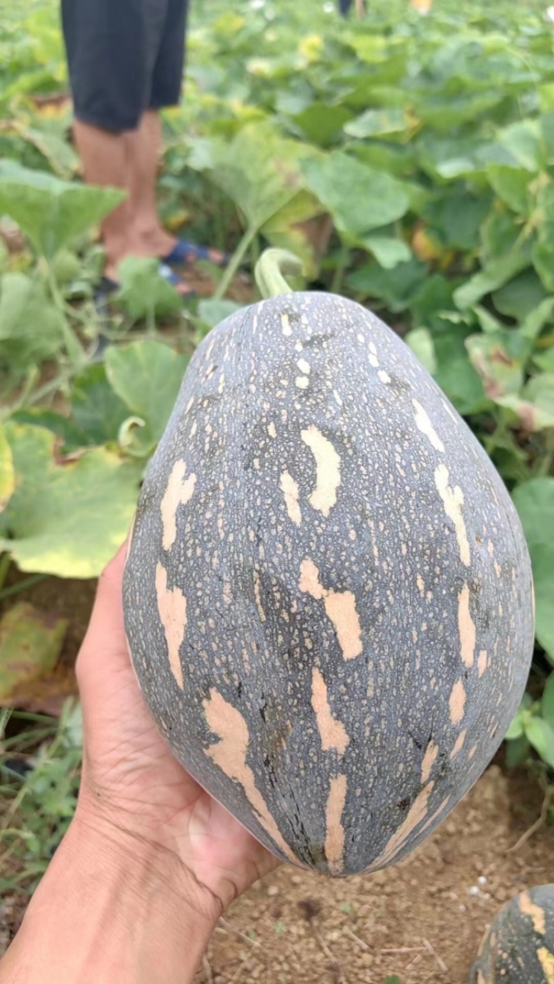 香芋南瓜大量供应